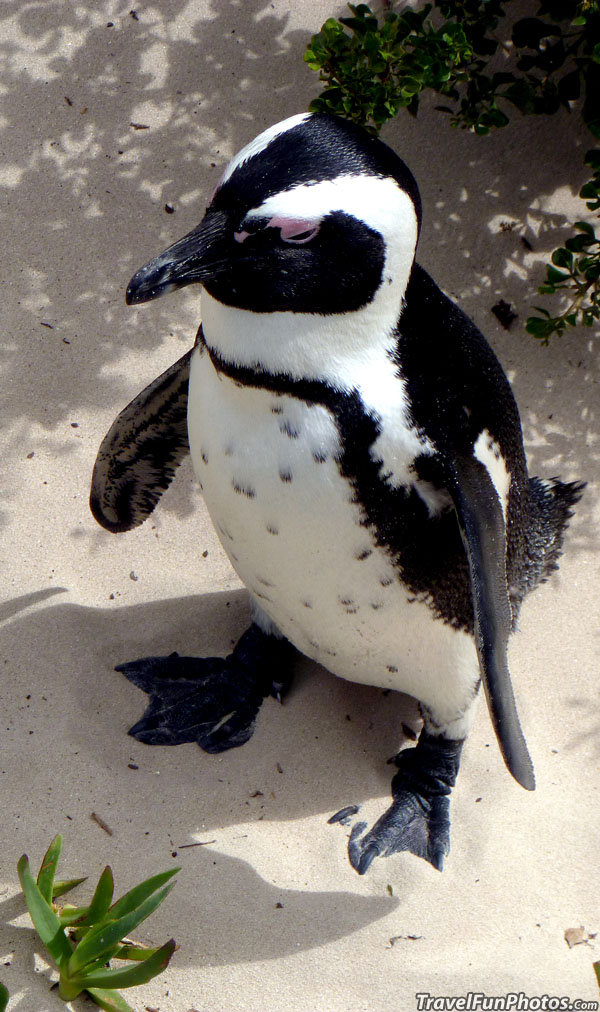 Baby Penquin at Boulder Penguin Colony in Cape Town, South Africa
