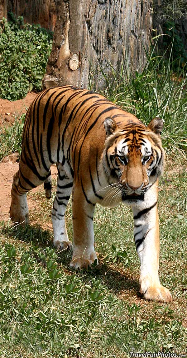 Beautiful Tiger in Jakarta, Indonesia