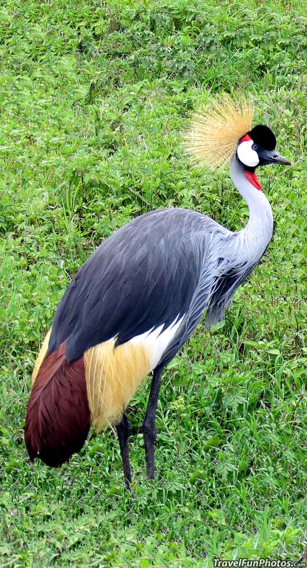 Crowned Crane in Tanzania Africa