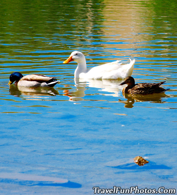 Duck Family On Quail Lake in Colorado Springs, Colorado - USA