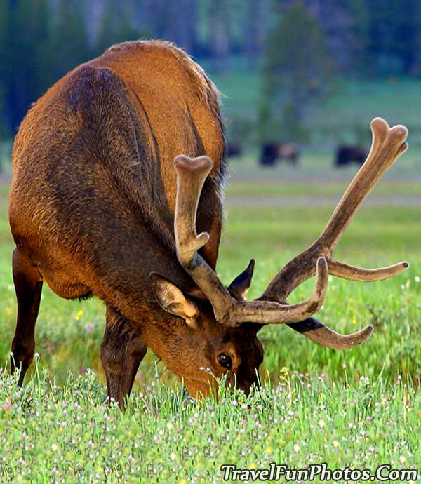 Elk At Gibbon Meadow - Yellowstone National Park - Wyoming