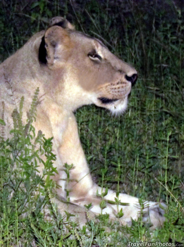 Female Lion in South Africa