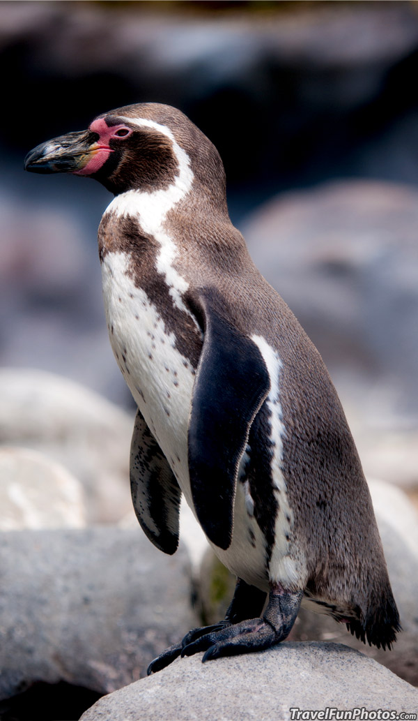 Humboldt Penguin at Zoo in Colchester, England