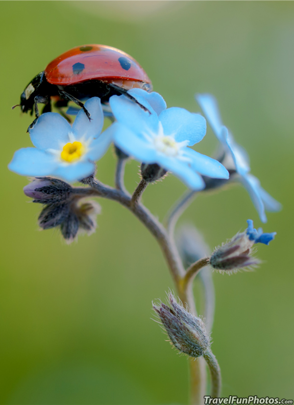 Ladybird (ladybug) On Forget-Me-Not Flower