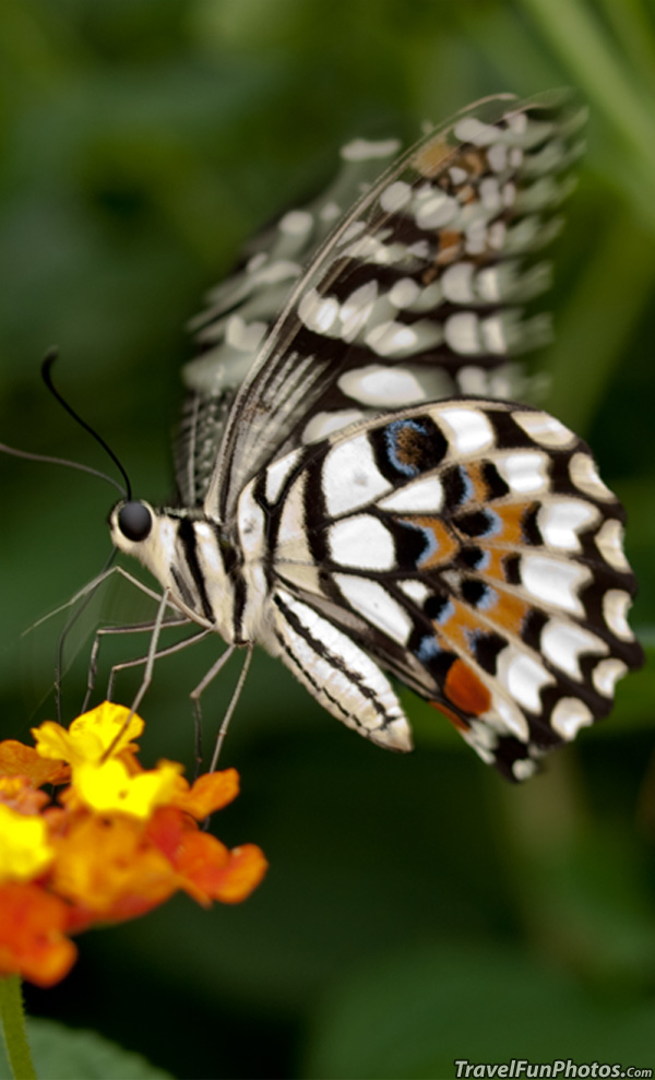 Lime Swallowtail Butterfly - Bridgetown, England