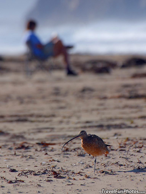 Long-Billed Curlew Bird at Morro Bay Beach, California – USA