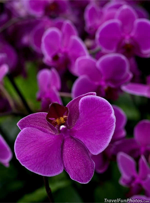 Purple Orchid Flowers in Kew Gardens - London, England