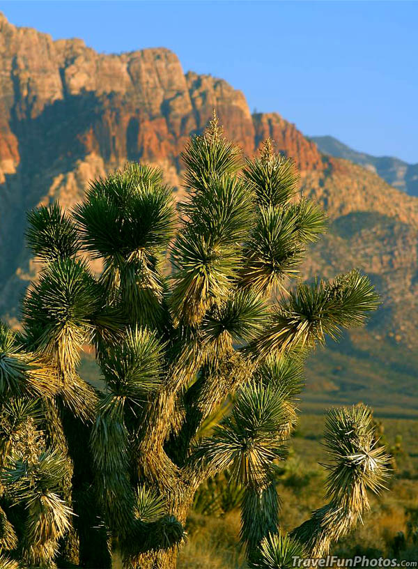 Joshua Tree at Red Rocks Park, Near Las Vegas Nevada – USA