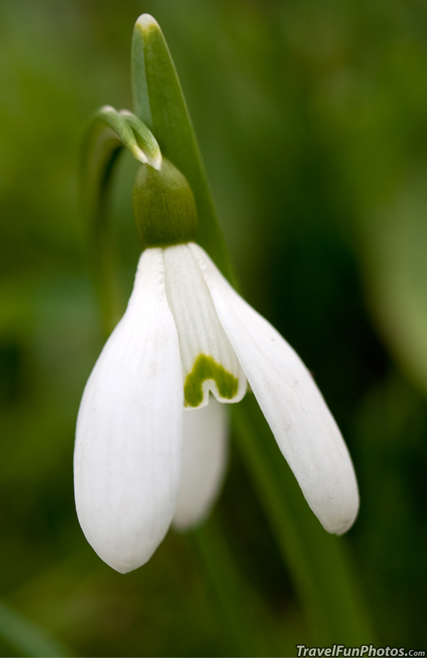 Snowdrop Flower in Kew Gardens - London, England