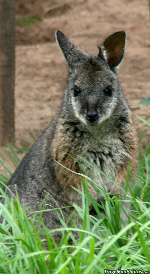 Tammar Wallaby in South Australia