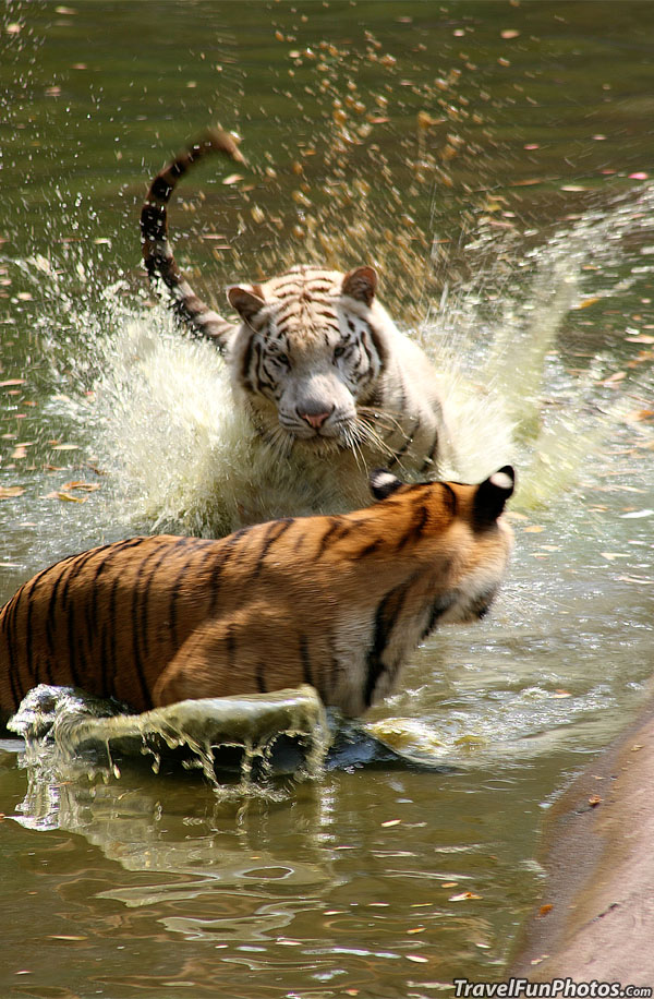 Tigers Playing Water Tag in Jakarta, Indonesia