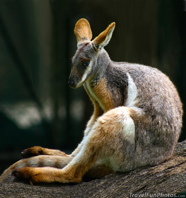 Yellow Footed Rock Wallaby - South Australia